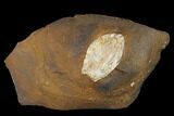 Paleocene Fossil Seed Pod - North Dakota #133025-1